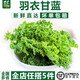千牛優(yōu)福羽衣甘藍(lán)250g-500g 新鮮蔬菜沙拉食材 嫩葉甘蘭kale健身榨汁 500g