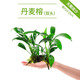 瘋狂水草（FKSC）真水草魚缸造景套餐凈化水質(zhì)懶人魚缸水草植物直接入缸蜈蚣草 丹麥榕【雙頭沉木】