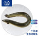 片言片魚(yú) 千島湖生態(tài)河鰻魚(yú) 淡水河鰻 正宗千島湖大鰻魚(yú)鰻鱺魚(yú) 千島湖河鰻 宰殺前3斤/條