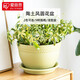 愛(ài)麗思（IRIS）碗形花盆樹(shù)脂仿陶瓷塑料多肉植物組合盆栽種綠蘿簡(jiǎn)約批發(fā)大盆景 10號無(wú)托淺米色(口徑30cm)