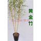 姜北紫竹苗四季常青庭院植物羅漢竹金鑲玉青竹北方耐寒竹子苗盆栽戶(hù)外 黃金竹1厘米5棵 1.2-1.7米左右