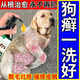 派銳狗狗藥浴皮膚病真菌寵物狗癬皮屑止癢沐浴露除螨殺菌專(zhuān)用麻辣洗 一瓶裝【輕度狗癬】