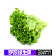 桃李村【順豐】羅莎綠生菜 綠蘿莎花葉生菜 新鮮蔬菜沙拉食材 500g