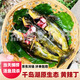 黃辣丁鮮活原生態(tài)活魚(yú)現殺現發(fā)黃顙魚(yú)黃骨魚(yú)昂刺魚(yú)昂針魚(yú)黃辣丁魚(yú) 黃辣丁【2斤裝】