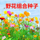 熙畔閣除蟲(chóng)菊種子驅蚊草驅蟲(chóng)草菊花種子花草種籽多年生混色四季播種易活 【野花組合花籽】1斤