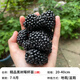 壹植四季無(wú)刺樹(shù)莓苗覆盆子金秋黃莓黑莓室內外庭院地栽南北方種植果樹(shù) 精品黑樹(shù)莓杯苗1棵20-40cm 30cm(含)-40cm(不含)