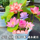 鑫意荷花種苗荷花盆栽蓮藕種苗碗蓮藕苗蓮花種苗觀(guān)賞荷花種藕苗睡蓮根 荷花藕種隨機混色6棵+肥料1包