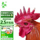 森牧農(nóng)散養(yǎng)大公雞正宗農(nóng)家土雞走地雞農(nóng)村溜達(dá)笨公雞新鮮宰殺 大紅公雞 1年以上大公雞2.5斤左右