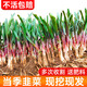 北蔬韭菜根苗紫根寬葉韭菜苗盆栽獨(dú)根紅菲菜 [紫色不明顯]紫根韭菜根 500棵【含5包肥】