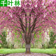 千葉林日本櫻花樹(shù)苗嫁接早櫻樹(shù)苗晚櫻苗盆栽地栽綠化苗木庭院樹(shù)苗 根莖3公分粗(當年開(kāi)花品種備注 其他