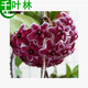 新苗特價(jià)球蘭盆栽球蘭花苗小苗 球形花卉 球蘭花室內爬藤花卉盆栽 18號紫羅蘭 不含盆