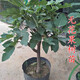 嫣藍果樹(shù)苗無(wú)花果苗當年結果波姬紅盆地栽苗 無(wú)花果2cm粗1棵源頭直發(fā)
