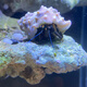 海水寄居蟹海缸除藻生物海水寄居蟹小丑魚(yú)珊瑚寄生海蟹海缸觀(guān)賞 寄居蟹2-3cm三只（贈(zèng)替換殼）