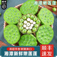 南步蓮蓬新鮮【順豐可選】湘潭太空水果嫩蓮蓬生吃洪湖新鮮蓮子帶蓮蓬 4斤 鮮蓮蓬【24-32個(gè)】