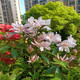 映山紅樹苗老樁毛鵑花卉家居庭院陽臺園林景觀綠植盆栽紅色 多花杜鵑1.5厘米左右粗