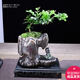 幼薇小葉九里香盆栽懸崖飄枝造型盆景室內茶幾綠植花卉桌面好養小植物 九里香飄枝型+靜字山峰瓷盆+長(cháng)方底盤(pán)+和尚