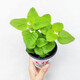逸棵薄荷香草植物檸檬香蜂草花苗 綠植小盆栽 可辦公室陽(yáng)臺庭院 檸檬香蜂草小苗1株