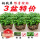 若綠銅錢(qián)草盆栽套餐 室內盆栽植物土培水培花卉綠植源頭直發(fā)包郵 銅錢(qián)草三盆(原土帶葉發(fā)貨）
