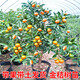 森越脆皮金桔帶果發(fā)貨盆栽樹(shù)苗四季果樹(shù)可食用橘子苗脆皮金橘室內 脆皮金桔6年苗豐產(chǎn)期（帶果發(fā)貨