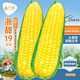 長(cháng)耕超甜水果玉米種子特大易種甜玉米種孑四季甜糯玉米種籽大全新品種 浙甜19玉米100克【金獎?dòng)衩住? title=