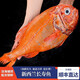 墨妍御鮮 長(zhǎng)壽魚 新西蘭船凍長(zhǎng)壽魚富貴魚 橙鯛 新西蘭深海長(zhǎng)壽魚 2.-2.5斤裝(1條)