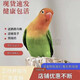 豪蚨虎皮鸚鵡說話小鳥活物觀賞鳥寵物牡丹小太陽(yáng)親人玄風(fēng)鸚鵡豪蚨 愛情鳥牡丹1只（公母?jìng)渥ⅲ? title=