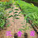 花姬 正宗沉香樹(shù)苗 名貴樹(shù)沉香苗珍貴海南沉香木苗珍稀植物 沉香苗20-30CM 其他