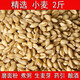 譽(yù)滿(mǎn)園小麥草種子當年新種子麥苗無(wú)肥小麥種子榨汁喝榨汁大麥種子育苗盆 小麥種子500克