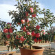 春花妙意蘋(píng)果苗矮化盆栽南方北方種植庭院陽(yáng)臺(tái)盆景嫁接紅富士蘋(píng)果樹(shù)苗9年苗造型優(yōu)美(帶果發(fā)貨)40cm(含)-50cm(不含)