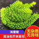 海葡萄新鮮鹽漬海洋蔬菜海葡萄即食魚(yú)子醬裙帶菜海帶網(wǎng)紅 普通款(300g+6蘸料)  海葡萄