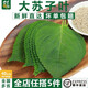 千牛優(yōu)福新鮮蘇子葉100g-250g 東北紫蘇葉大蘇子葉韓國烤肉包飯泡菜 100g