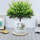格調(diào)生活小葉赤楠植物盆栽老樁花卉盆景辦公室內(nèi)好養(yǎng)四季常綠陶瓷盆綠植小 五年老樁赤楠+紅梅陶瓷盆+肥料