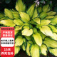 盆栽花卉綠植金葉花葉玉簪青葉玉簪花苗庭院植物陽臺D7 金葉玉簪10棵 不含盆