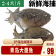 魚姐海成 青島墨魚新鮮烏賊魚鮮活冷凍章魚海魚墨斗魚2-4只/斤3斤裝袋裝