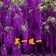 周大闖紫藤花庭院花園爬藤攀援開(kāi)花植物花樹(shù)苗盆栽花卉爬山虎紫藤苗木 紫花藤6歲能開(kāi)花