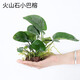 AIPHAROW草缸精品珊瑚鳳尾苔moss莫斯摩斯摩絲加火山石莫斯水榕火山石造景 火山石小巴榕