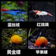 魚(yú)缸七彩觀(guān)賞蝦淡水除藻蝦水族小型迷你彩色工具蝦套餐寵物活體壹 藍絲絨6紅琉璃8黃螺2蘋(píng)果8