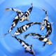 獅灣純種日本錦鯉魚(yú)活體觀(guān)賞魚(yú)淡水魚(yú)冷水魚(yú)家庭錦鯉魚(yú)苗紅白大正三色 純種血統白寫(xiě)錦鯉一條 15-18cm