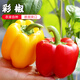 密水農(nóng)家 本地新鮮自種 彩椒 紅柿子椒 黃柿子椒 一對