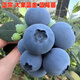 姬緣希特大果高產(chǎn)藍莓苗帶土發(fā)貨藍莓樹(shù)苗南方北方種植盆栽地栽藍莓果苗 大果藍金藍莓苗 精選6年苗（結果多）送2年苗1棵