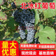嫁接葡萄樹(shù)苗 北冰紅冬葡萄苗 雙紅 冰葡萄苗耐寒冬天不下架 冬天摘果子 1年苗