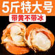 5斤帶黃扇貝肉大號(hào)冷凍新鮮大扇貝粉絲蒜蓉海鮮水產(chǎn) 3斤扇貝肉