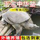 甲魚苗鮮活王八團(tuán)魚活體魚苗中華鱉生態(tài)外塘養(yǎng)殖耐活水魚甲魚苗批發(fā) 50-100克甲魚苗（大苗） 5只