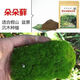 匯種草農苔蘚孢子粉四季鮮活青苔綠植短絨吸水石種子微景觀(guān)盆景造假山草籽 朵朵蘚孢子粉 精選【100克】包發(fā)芽