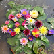 秋芊卉多色水培觀(guān)賞睡蓮根塊水養植物花卉魚(yú)缸水缸河塘荷花蓮藕基地直銷(xiāo) （帶芽）混色超大睡蓮（12顆）