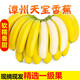 兮柔福建天寶香蕉 新鮮香蕉 香甜軟糯自然熟現(xiàn)摘當(dāng)季水果香蕉整箱 5斤裝【80%人選擇】
