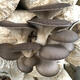 密之藍(lán)天現(xiàn)摘現(xiàn)發(fā) 農(nóng)家種植蘑菇400g 新鮮蔬菜時令蔬菜生鮮菌類火鍋食材 400g