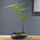 自然空間云片竹盆景植物室內(nèi)綠植客廳中式盆栽 悠緣2文竹+圓孔石 源頭直發(fā)