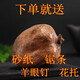 佛心果手串原籽燈芯菩提原料掛墜釋迦菩提原果菩提果單顆大果把件SN7535 佛心果大果半斤(4-5顆)
