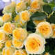 譽(yù)滿(mǎn)園（yumanyuan）薔薇花種子四季種子種植耐寒循環(huán)開(kāi)花易活盆栽花卉種孑 黃玫瑰花種子100粒+肥料